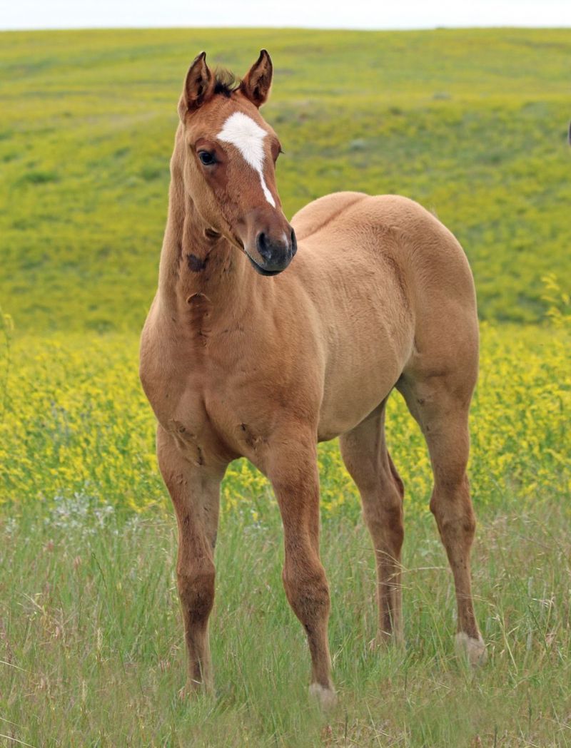 031 - Driftwood Sugarpolly filly
